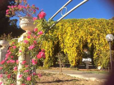 La villa � dotata di un parco grande un ettaro. Qui il porticato a emiciclo rivestito dalla bignonia gialla